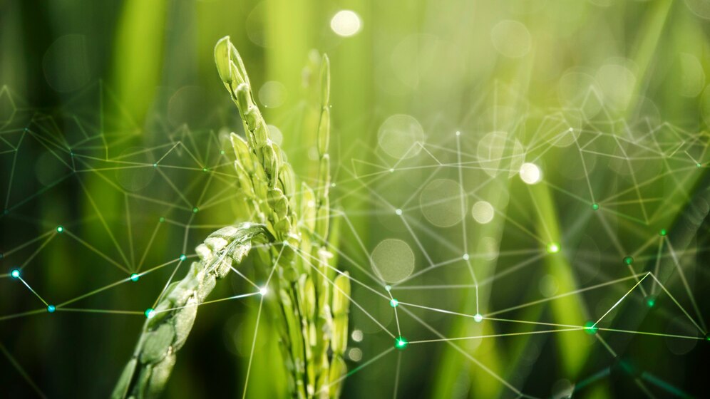 Kritiniai momentai vegetacijoje: kada augalų mityba lemia viso sezono rezultatą